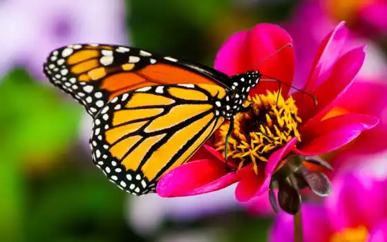 бабочек, бабочки, тропических, живых, тропические, выставка, biglion, живые, купить, скидки, выставки, 