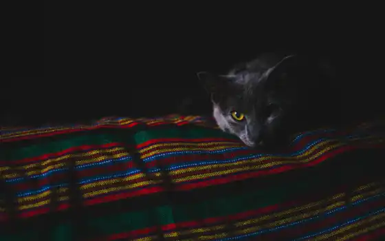 кот, пушистый, темный