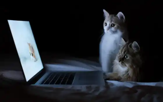 кот, интернет, тюлень, монитор, красивый, котенок, ноутбук
