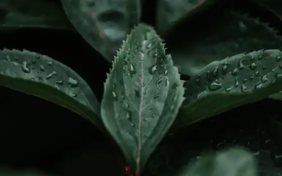 leaf, branch, растение