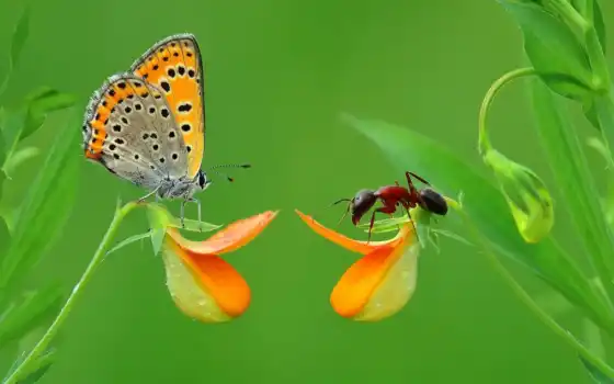 бабочка, насекомое
