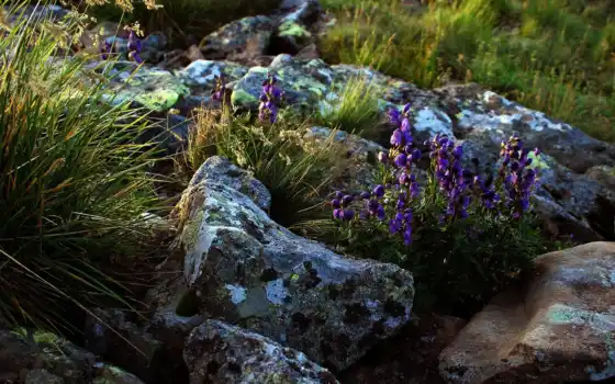трава, цветы, камень, сиреневый, крутые обои, лила, жизнь, рок, фиолетовый