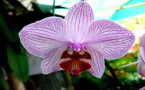 орхидея, фаленопсис, брат, полос