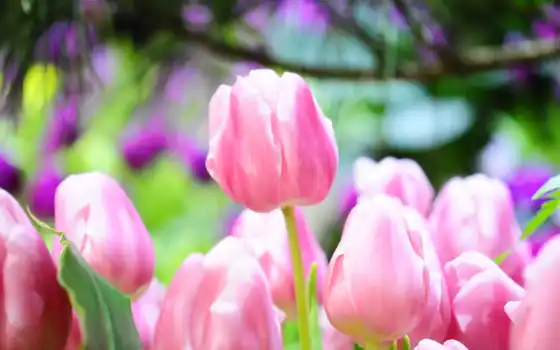 тюльпаны, цветы, весна, ярко, 