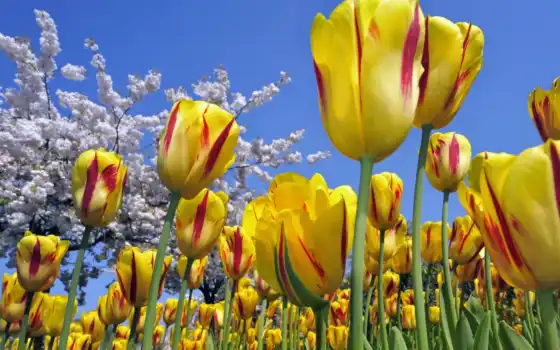 тюльпаны, цветы, желтые, дерево, 