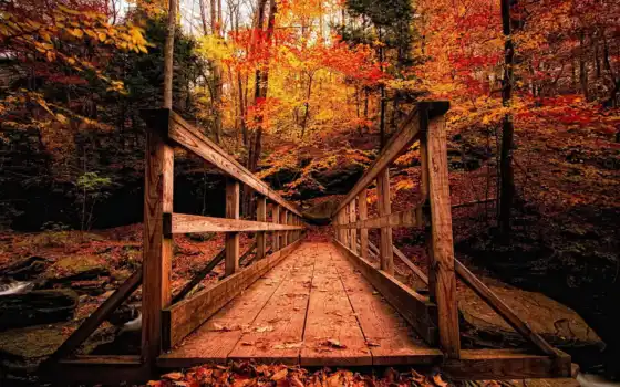 осень, осенними, деревянный, мост, страница, плацдарм, вдоль,