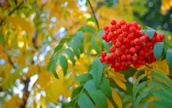 осень, рябина, листва, желтые, ягода, дерево, 