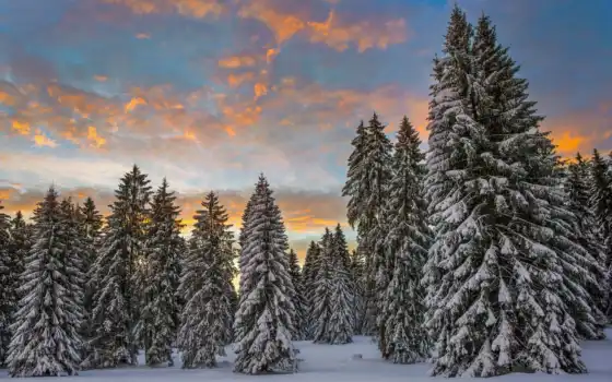 зима, молдавия, лес, свиньи, место, облака, восхититель,