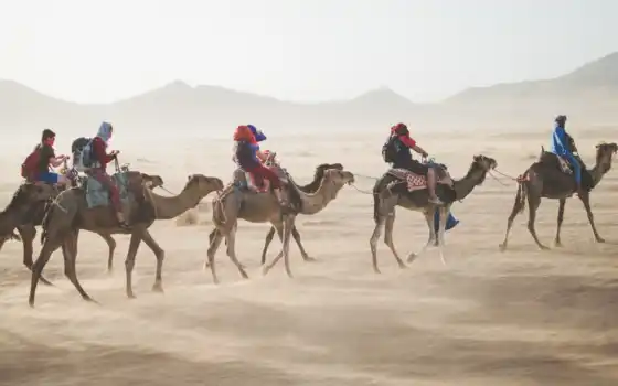 верблюд, турист, арабия, анал, секси, я, путешествие, человек, привлечение