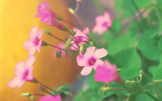 цветы, розовый, graphy, растение, profil