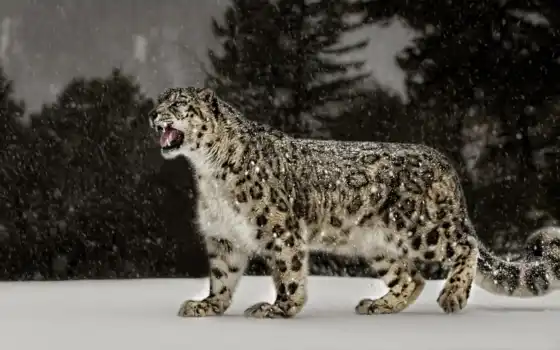 леопард, снег, животное, природа