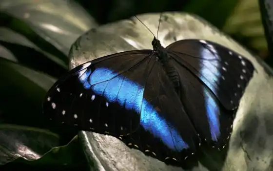 природа, черный, синий, бабочка, красота, разделе, узор, усики, 