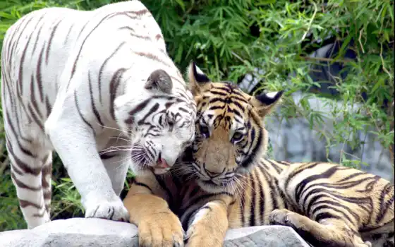 тигры, пара, белые,