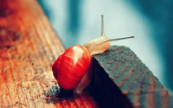 ,, красный, макросъемка, лист, still life photography, snails and slugs, улитка, дерево, d
