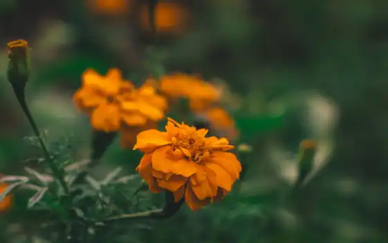 цветы, yellow, заставка, оранжевый, растение, клумба, high, весна, поле, permission, нота