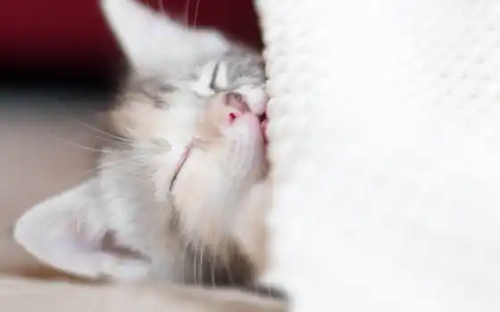 малыш, одеяло, уставший, котенок, 