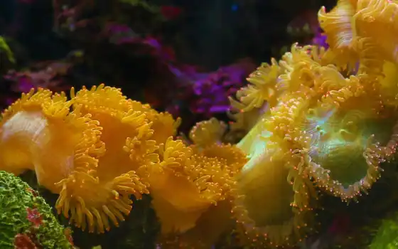underwater, anemone