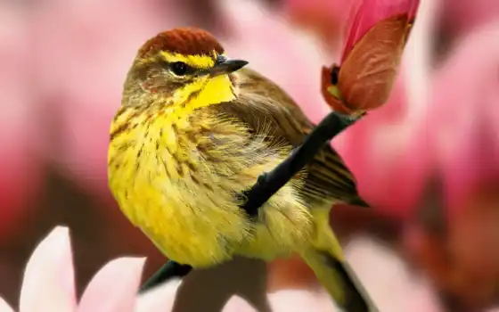 ,птица,желтая,ветка,красивая,