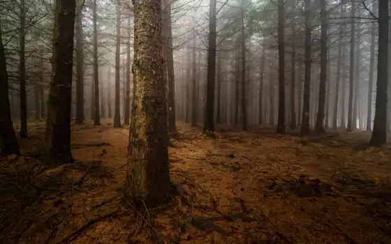 лес, туман, сосны, стволы, ночь, картинка, картинку, деревья, природа, 