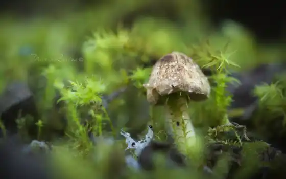 mushroom, природа, оригинал, размеры, file, 