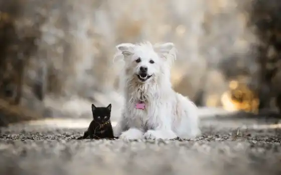черный, котенок, друг, щенок, смазливые, белый