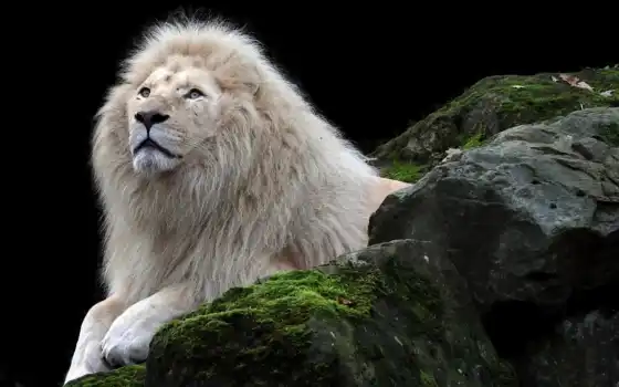 лев, белый