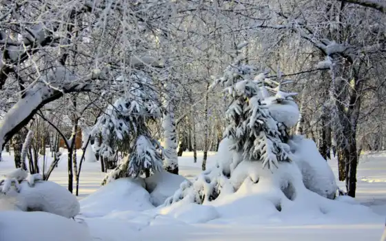 зима, лес