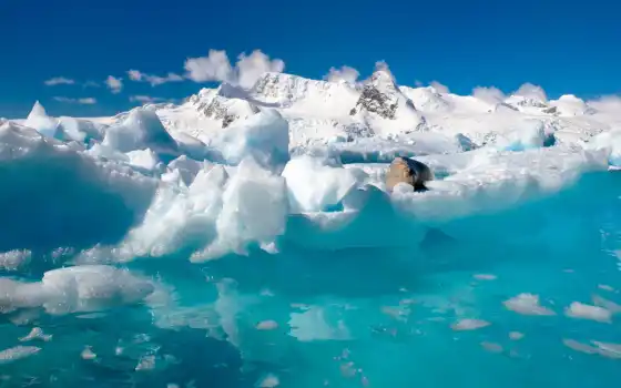 антарктида, вода, факт, север, лед, об, океан, разум