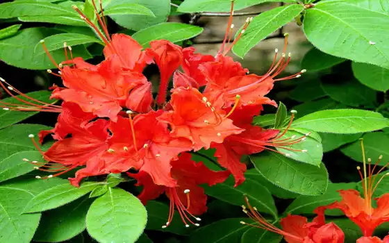 обои на рабочий стол, красивые картинки, картинки для ipad, обои для android