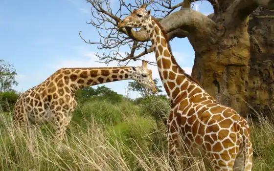 жираф, жирафы, 