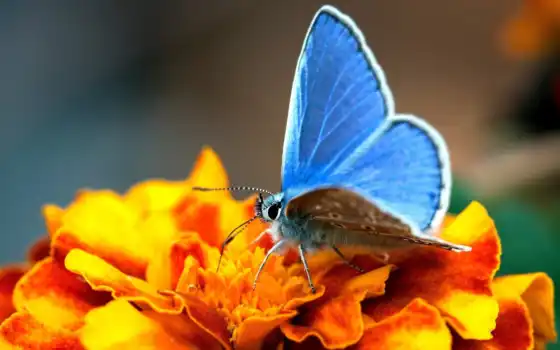 цветы, бабочки, бабочка, голубая, прекрасное, цветке, сочетание, наступит, абсолютно, скоро, вместе, 