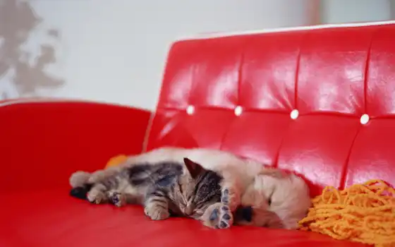 котенок, щенок, диване, спят, кот, красном, диван, спит, 
