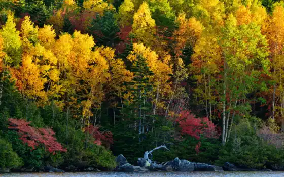 лес, осень, деревья, настольные, широкоэкранные, красочные,