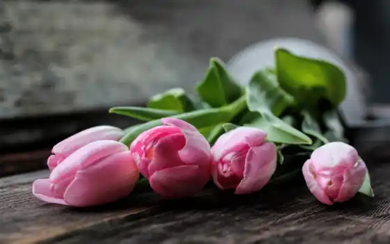 тюльпан, цвет, розовый, скамейка, деревянный