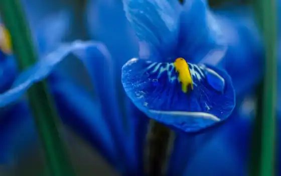 iris, цветы, blue