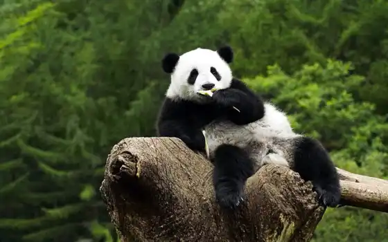 панда, сидит, дереве, бамбук, кушает, 