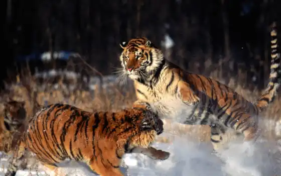 tigres, imágenes, fotos, leones,loves, animales, imagenes, peleando,