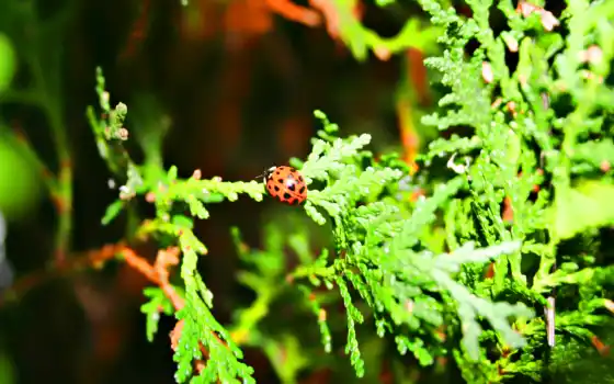 коровка, focus, природа, bug, lady, red, ladybug