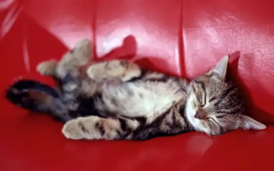 диван, кот