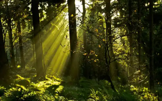 деревья, лес, жизнь, свет, вживую, трава, лучи, солнце, ли, растения,