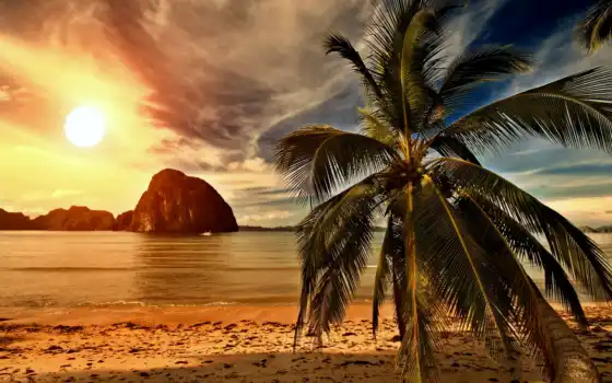 пляж, море, пальмы, закат, природа, берег, фотообои, landscape, palm, 