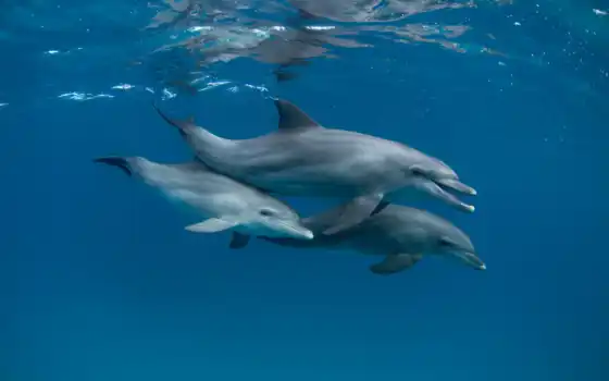 дельфин,  море, дельфина, ocean, water, world, 