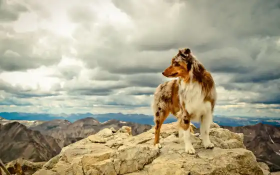 собака, горы, друг, лапы, шерсть, камни, уши, горах, 