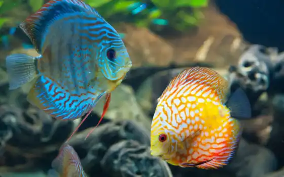 fish, akvariumnyi, funart