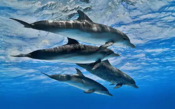 дельфина, ocean, delfinovyi