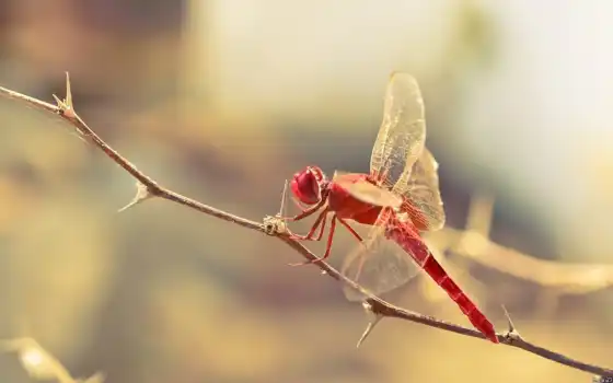 dragonfly, macro, dragonflies, art, insects, 