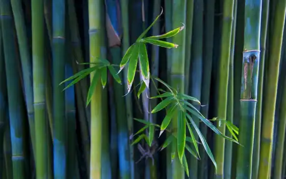 ты, ipad, удивительный, бамбук, используемый, jiuzhaigou,