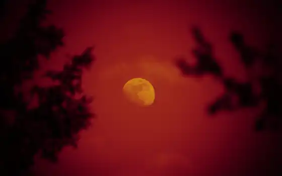 луна, красная, небо, trees, ночь, 