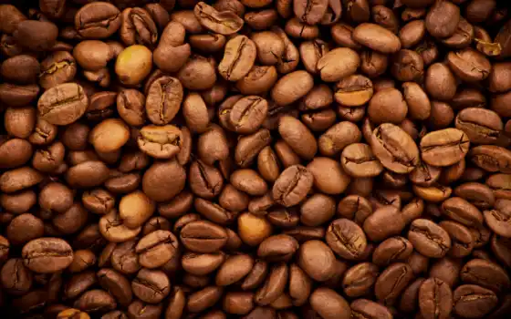 кофе, семя