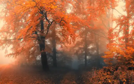 осень, деревья, лес, лес,